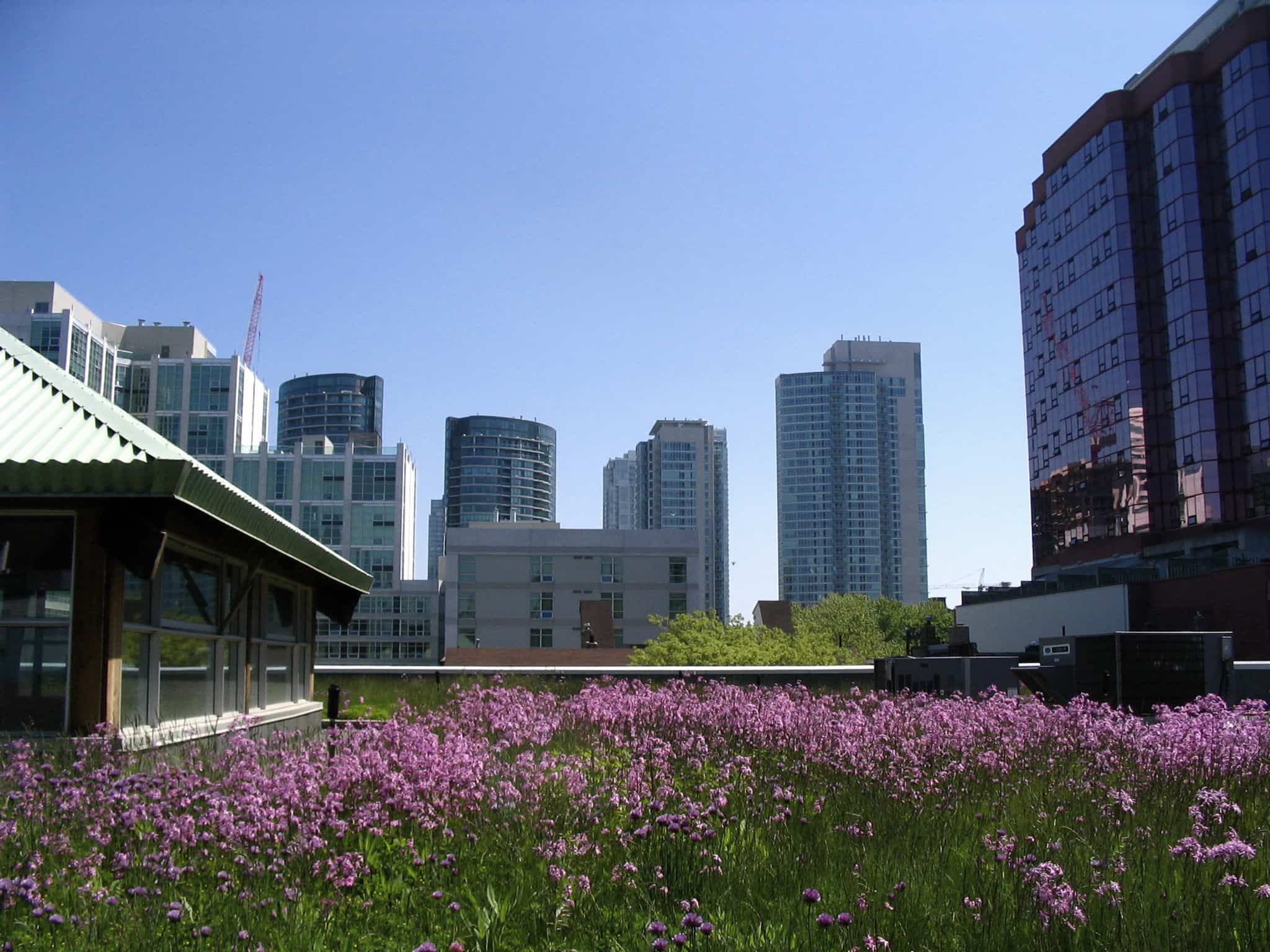 Green Roofs 4