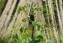 8 plantas trepadoras para tu jardín