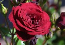 Los mejores tipos de rosas para tu jardín