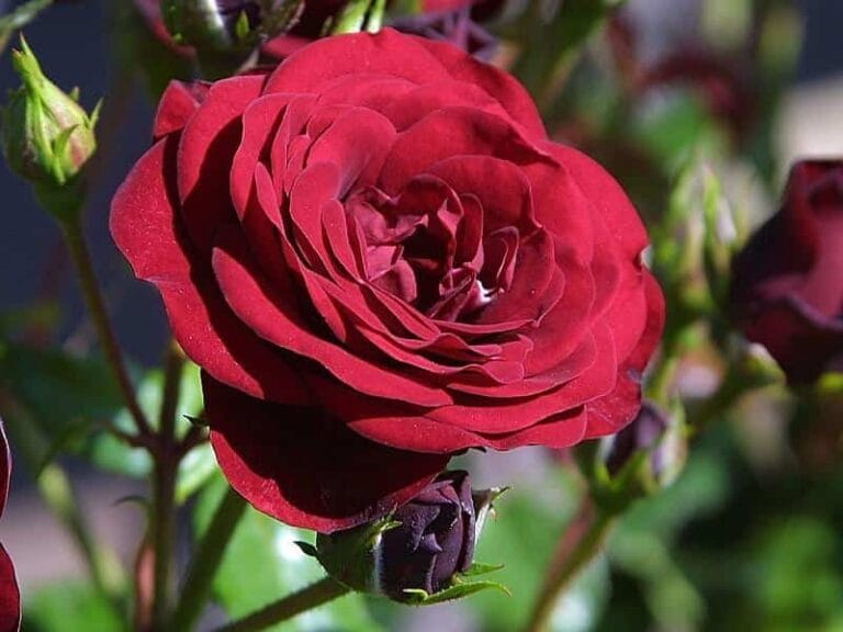 Los mejores tipos de rosas para tu jardín Los mejores tipos de rosas para tu jardín