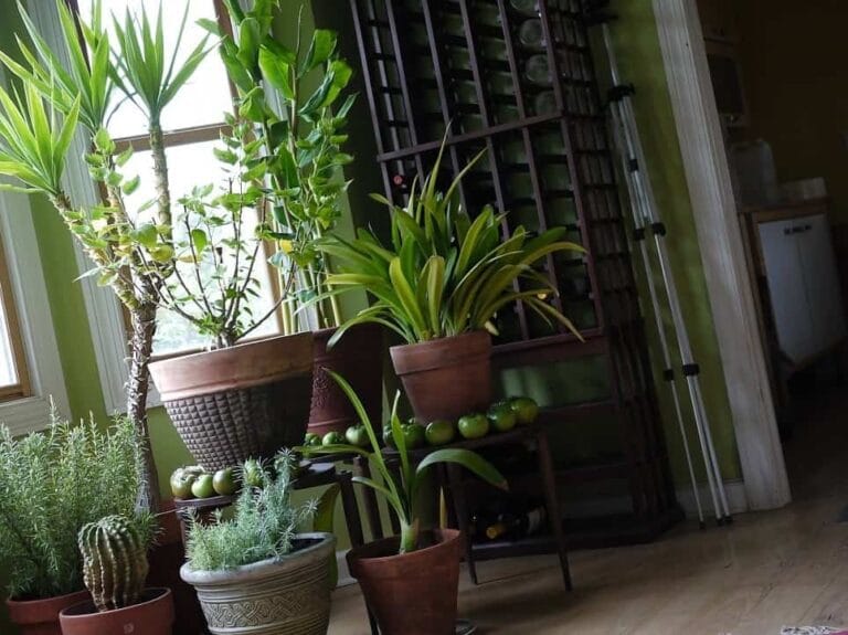 Cuidados de verano para las plantas de interior Cuidados de verano para las plantas de interior