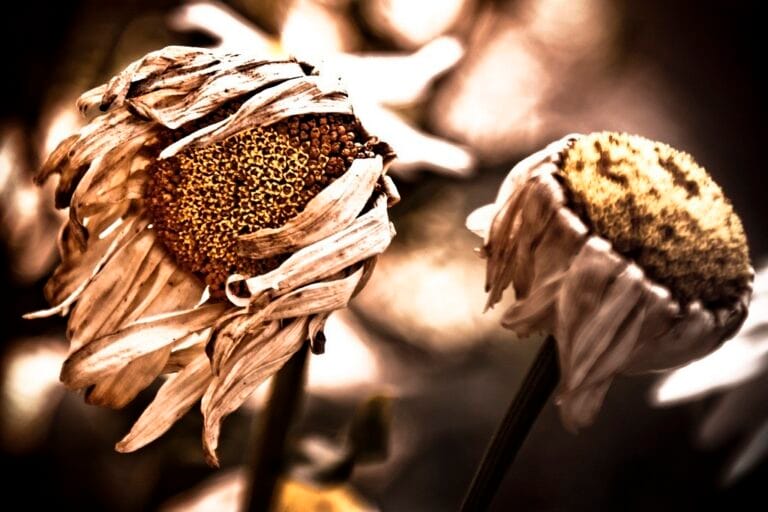 5 técnicas para secar flores y usarlas para decorar 5 técnicas para secar flores y usarlas para decorar