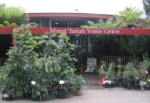 Wollemia nobilis, ¿el árbol más extraño del mundo?