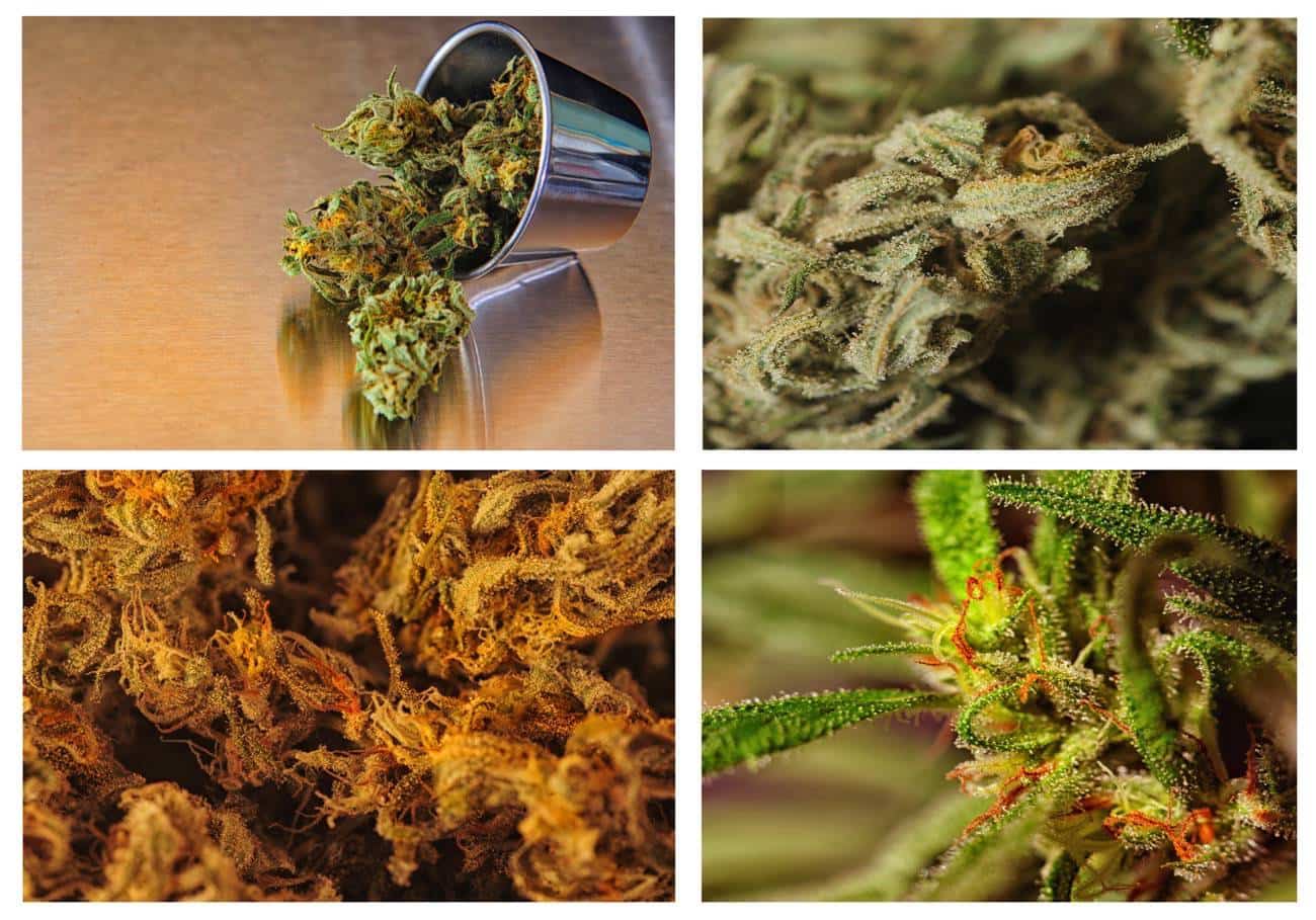 Cómo cultivar marihuana en casa y qué tipos de semillas existen 1 tipos de marihuana