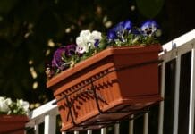 6 plantas de verano para el balcón imperdibles