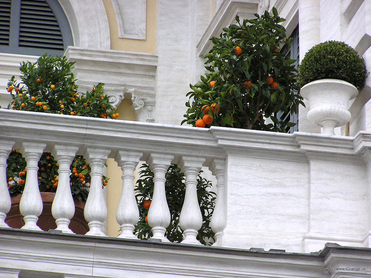 Plantas de verano para el balcón 4