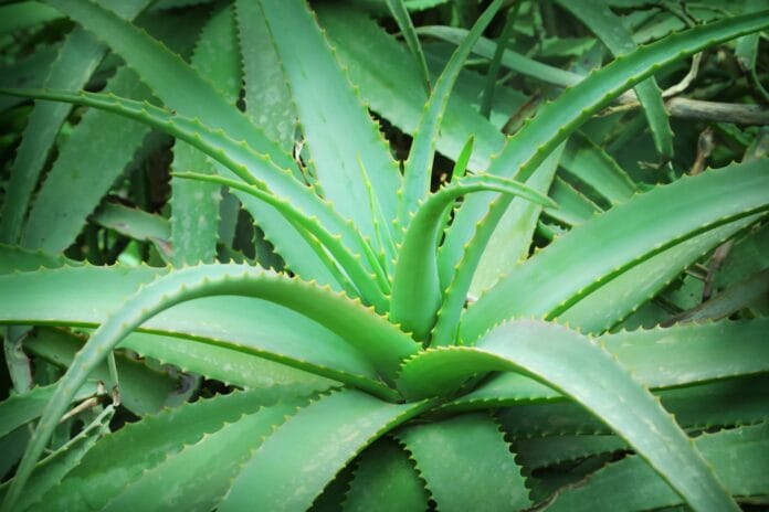 aloevera