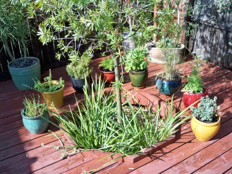 5 especias para cultivar en el jardín 5 especias para cultivar en el jardín