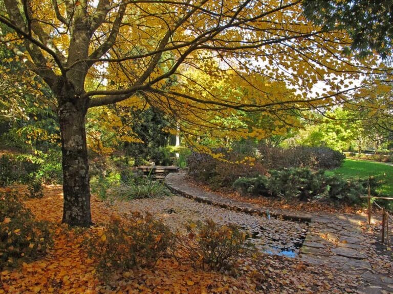 Cómo cuidar el jardín con la llegada del otoño Cómo cuidar el jardín con la llegada del otoño