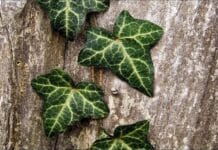Consejos para mantener la Hiedra en perfecto estado ¡no te los pierdas! hiedra
