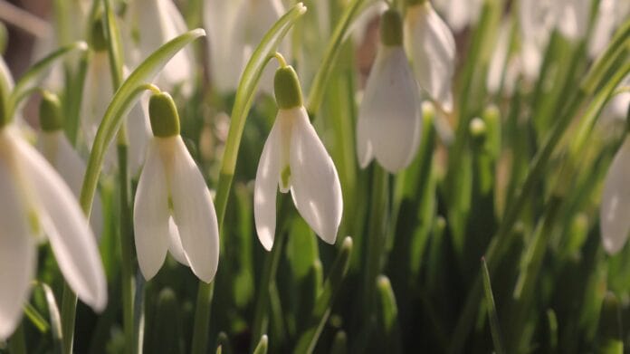 campanillas de invierno