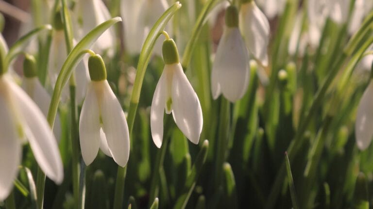 8 plantas de exterior perfectas para el otoño ¿qué te parece? 8 plantas de exterior perfectas para el otoño ¿qué te parece?