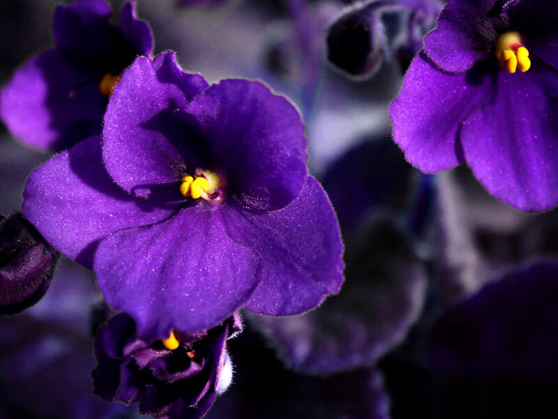 violeta africana