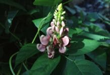 ¿Qué plantar en otoño en nuestro huerto urbano? Apio para plantar en otoño