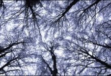 La importante función de los árboles en tu jardín Funcion de los árboles en tu jardín