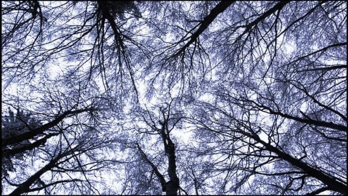 los árboles en tu jardín Funcion de los árboles en tu jardín