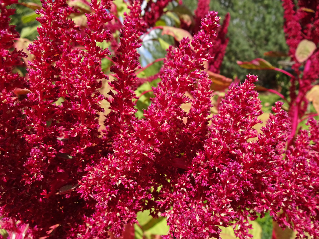 Qué flores florecen en otoño para darle alegría a tu jardin