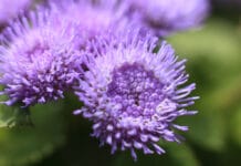 ¿Qué flores florecen en otoño? Qué flores florecen en otoño