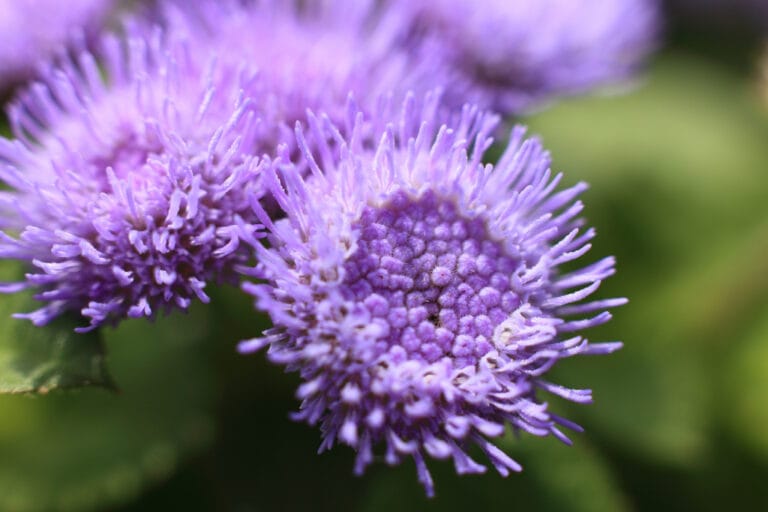 ¿Qué flores florecen en otoño? ¿Qué flores florecen en otoño?