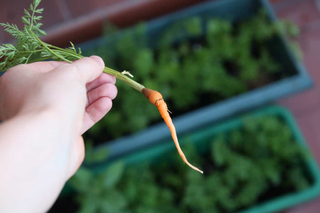 Zanahorias para plantar en otoño