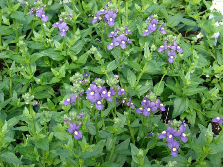 Plantas tipo aromáticas, todo lo que debes conocer