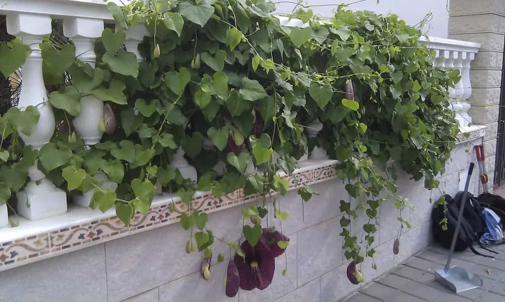 Pautas para el cultivo de una trepadora