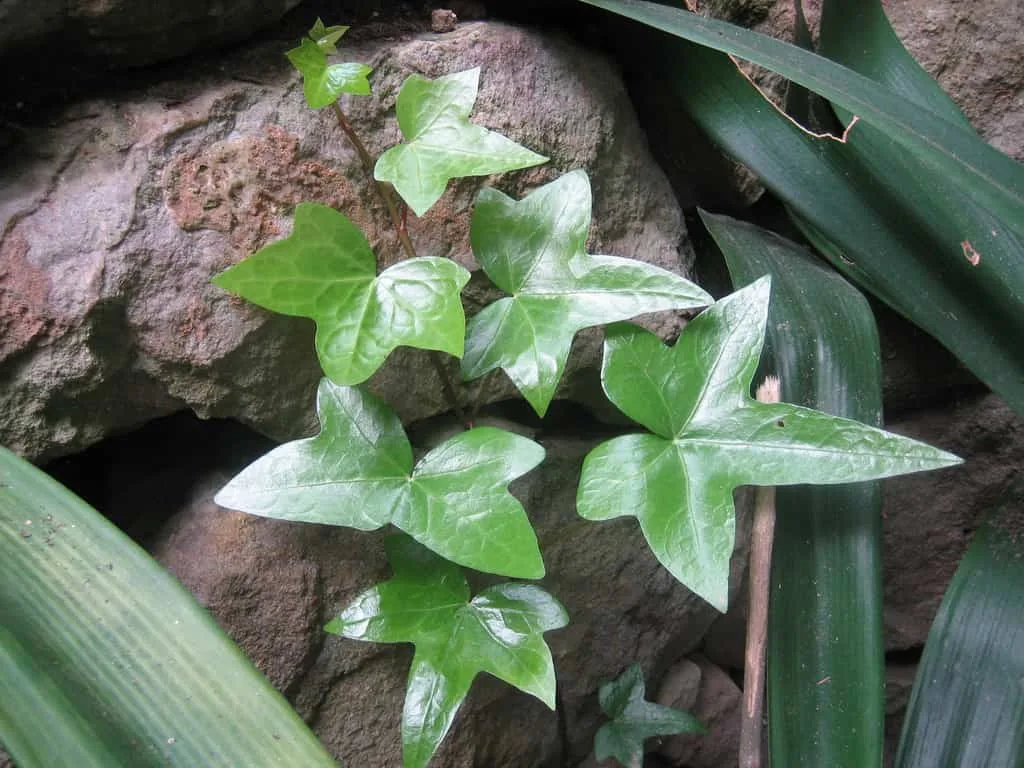 Pautas para el cultivo de una trepadora