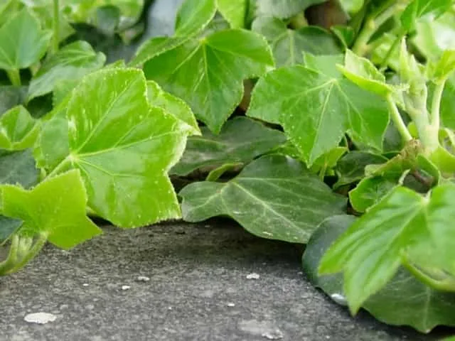 Ideas para el cultivo de una trepadora