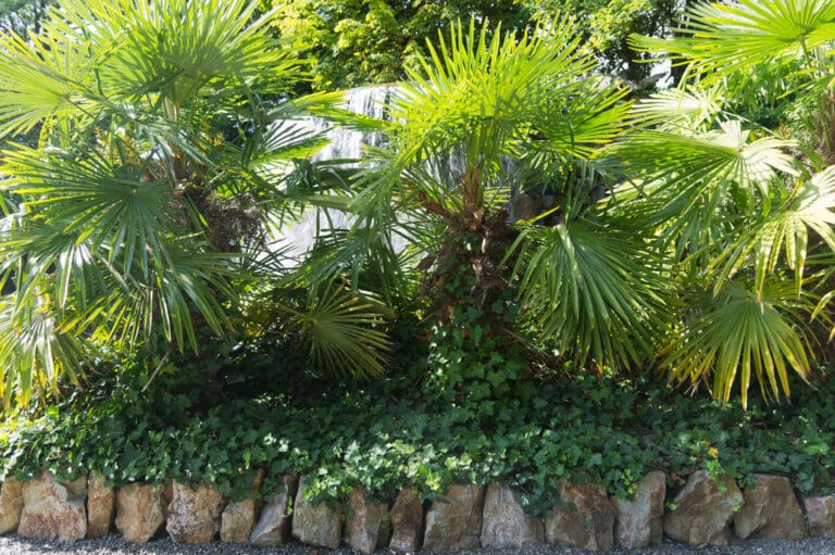 Puntos básicos para diseñar un jardín Puntos básicos para diseñar un jardín