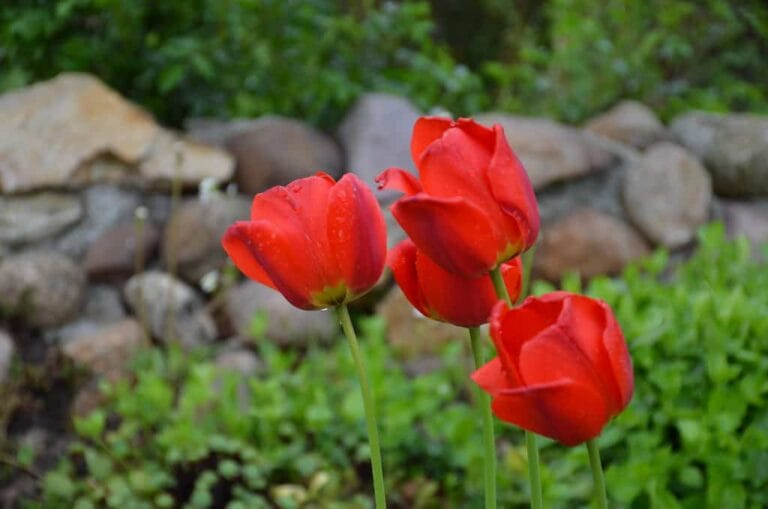 Todo lo que debes saber sobre las plantas bulbosas Todo lo que debes saber sobre las plantas bulbosas