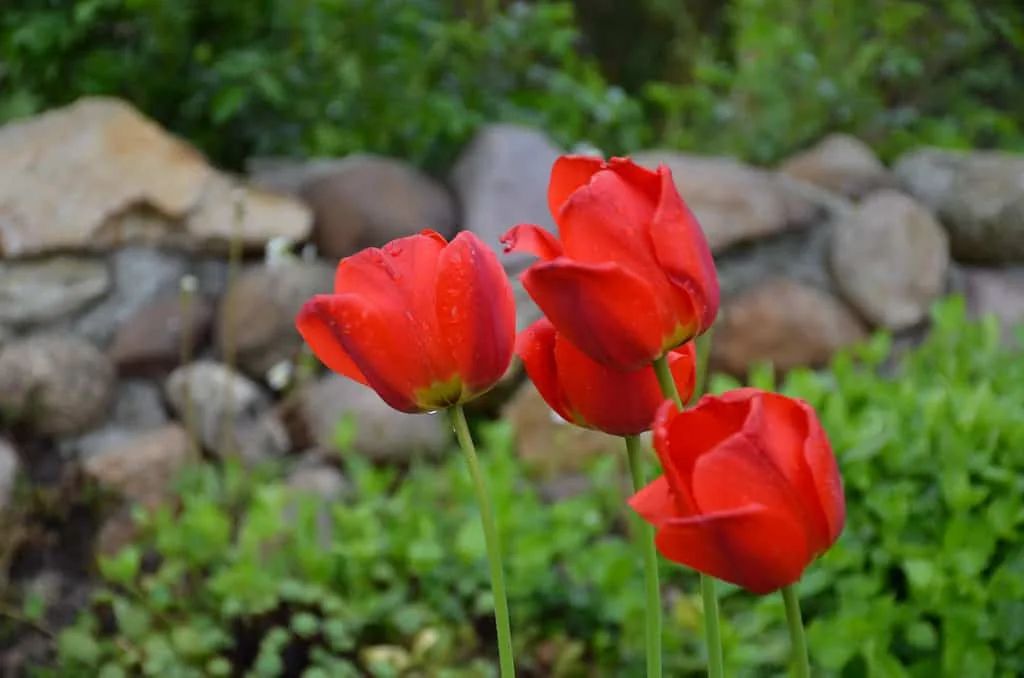 Todo lo que debes saber sobre las plantas bulbosas 1 Diferentes plantas bulbosas