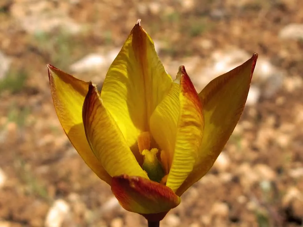 Todo lo que debes saber sobre las plantas bulbosas 2 Diferentes plantas bulbosas