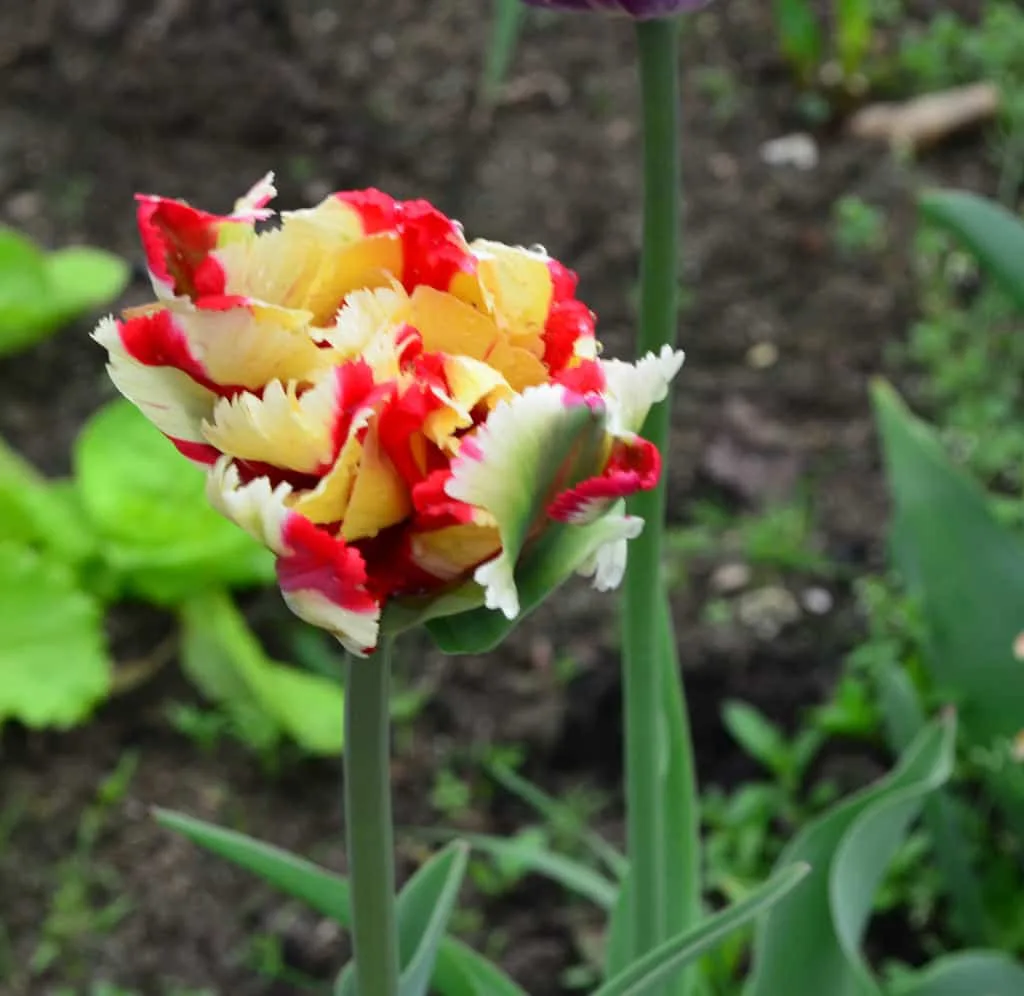 Todo lo que debes saber sobre las plantas bulbosas 3 Diferentes plantas bulbosas