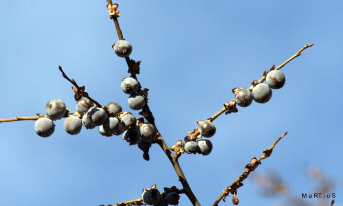 Cuidados básicos para el jardín al llegar el invierno