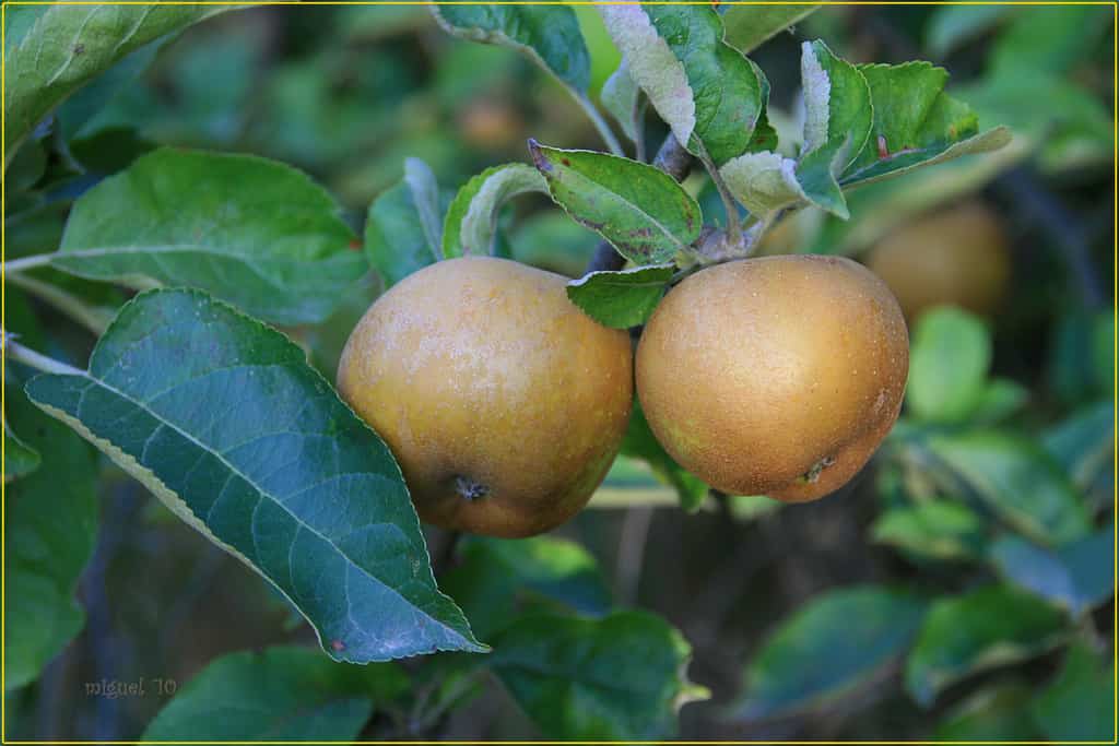 Consejos para el cultivo de árboles frutales