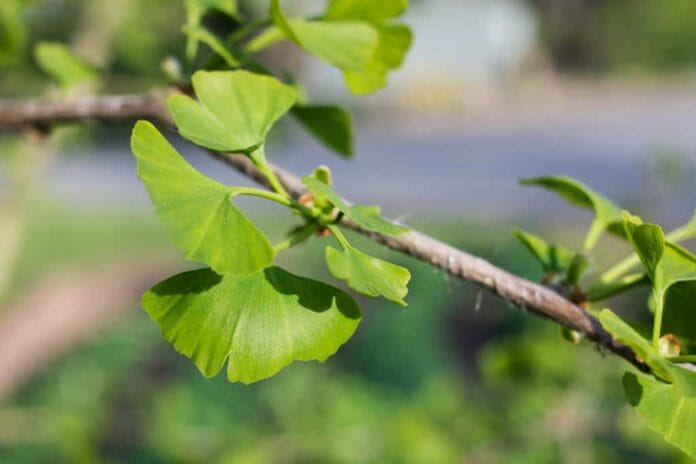 Cultivo de plantas para suelos húmedos