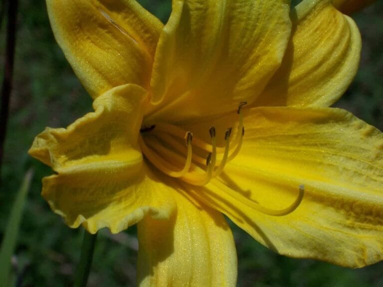 ¿Qué significado tienen los colores de los lirios?