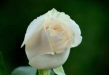 ¿Qué significado tienen los colores de las rosas? Diferentes colores de las rosas