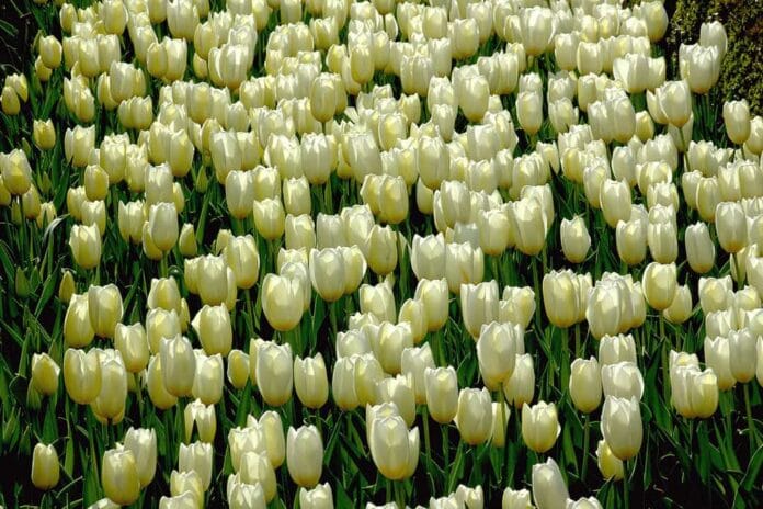 Los colores de los tulipanes
