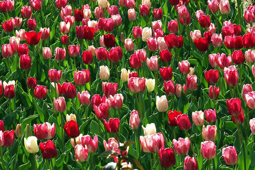 Los colores de los tulipanes
