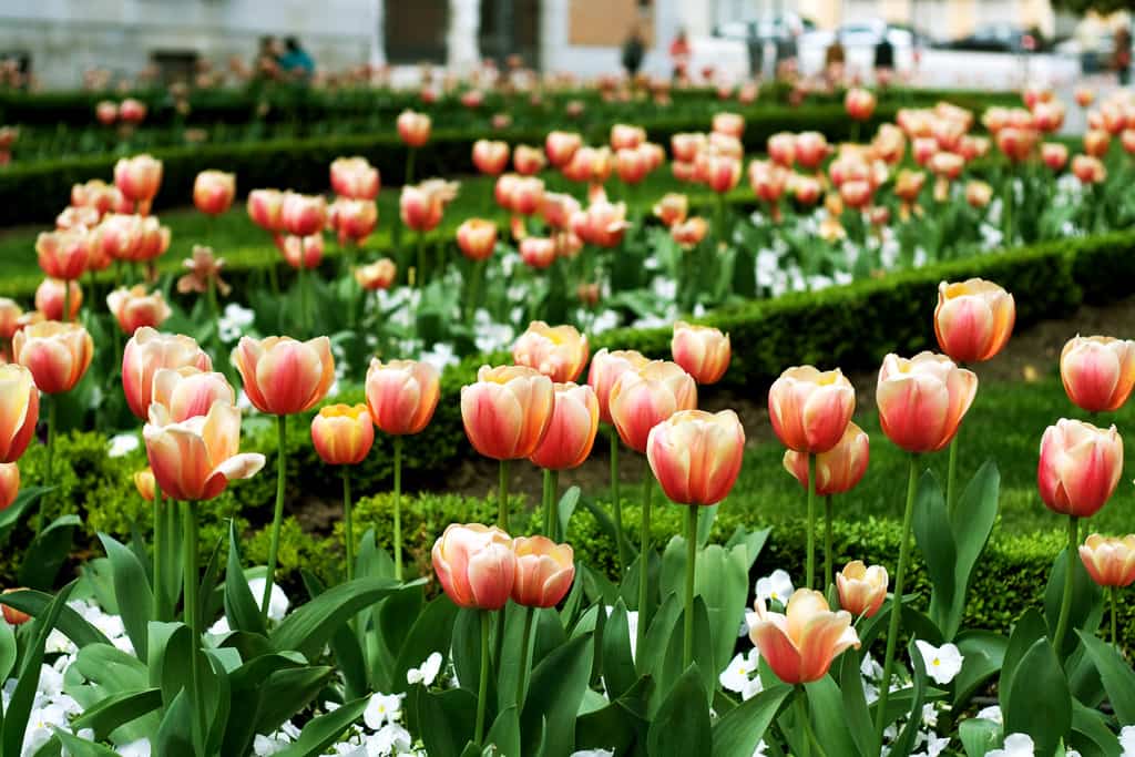 Los colores de los tulipanes