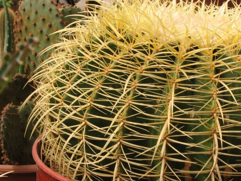 8 tips para cuidar cactus y suculentas