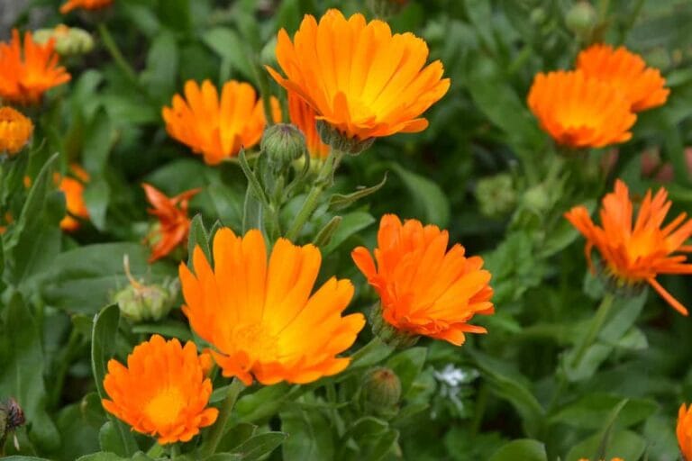 ¿Qué cultivar en primavera? Prímulas, Caléndulas y Pensamientos ¿Qué cultivar en primavera? Prímulas, Caléndulas y Pensamientos