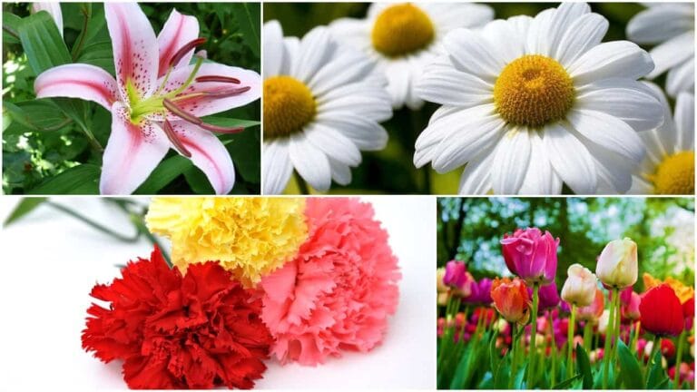 Calendario de flores de temporada: ¿qué florece en cada época del año? Calendario de flores de temporada: ¿qué florece en cada época del año?