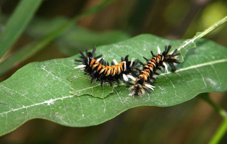 Prevención y tratamiento de plagas en verano Prevención y tratamiento de plagas en verano