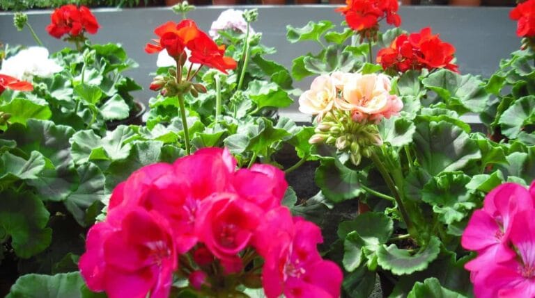 Cómo conseguir que los geranios sobrevivan temporadas de lluvia