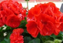 Tipos de geranios y sus cuidados Tipos de geranios