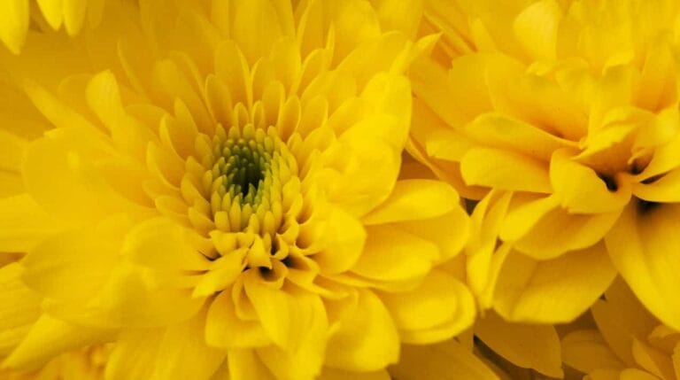 Descubre las plantas con flores todo el año Descubre las plantas con flores todo el año