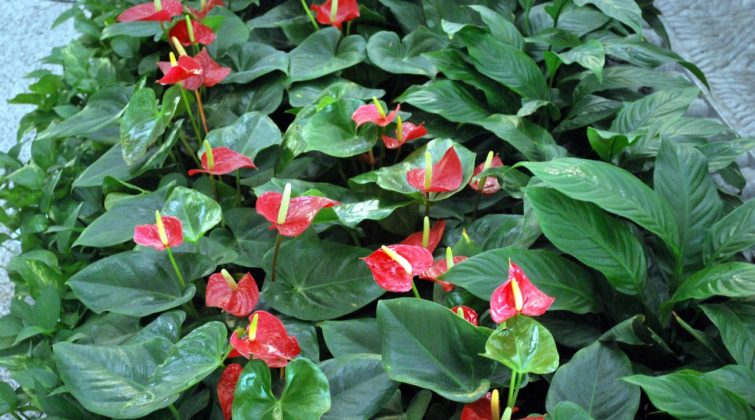 Descubre Las Plantas Con Flores Todo El Año