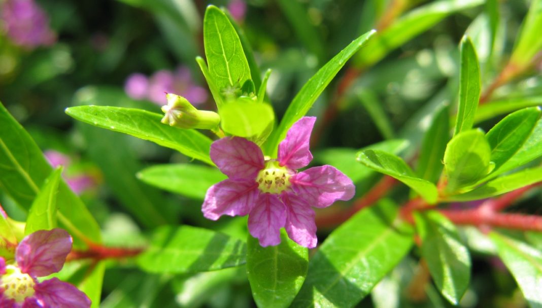 Descubre Las Plantas Con Flores Todo El Año